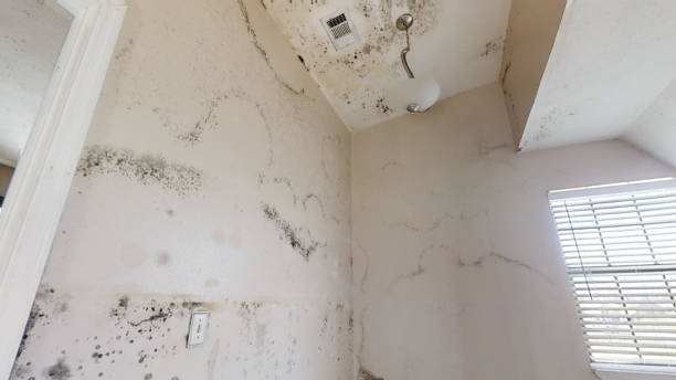 Lanett, AL Mold Removal Company