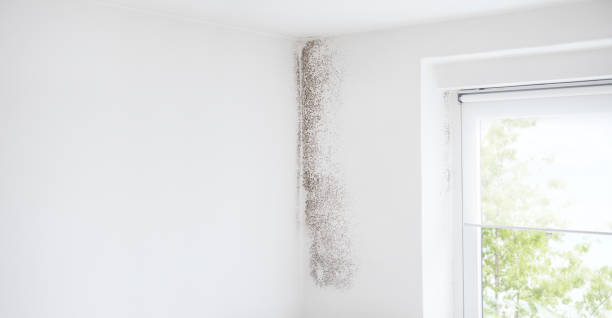 Best Mold-Related Health Consultation  in Lanett, AL