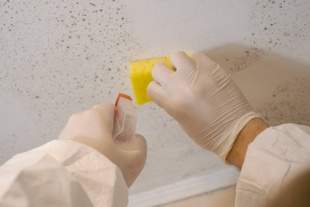 Best Mold Odor Removal Services  in Lanett, AL