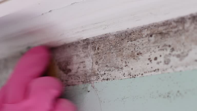Best Comprehensive Air Testing for Mold Contaminants  in Lanett, AL